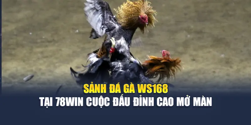 Sảnh Đá Gà WS168 Tại 78WIN – Cuộc Đấu Đỉnh Cao Cho Những Tay Cược Bản Lĩnh